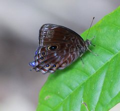 Ptychandra lorquinii