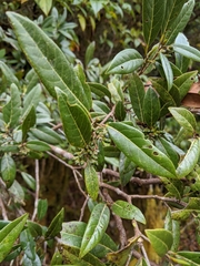 Litsea morrisonensis