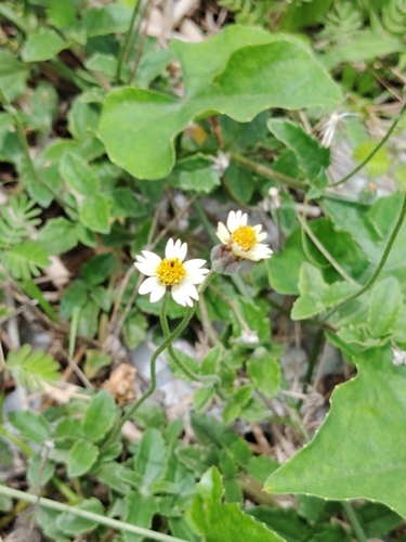 Tridax Daisy