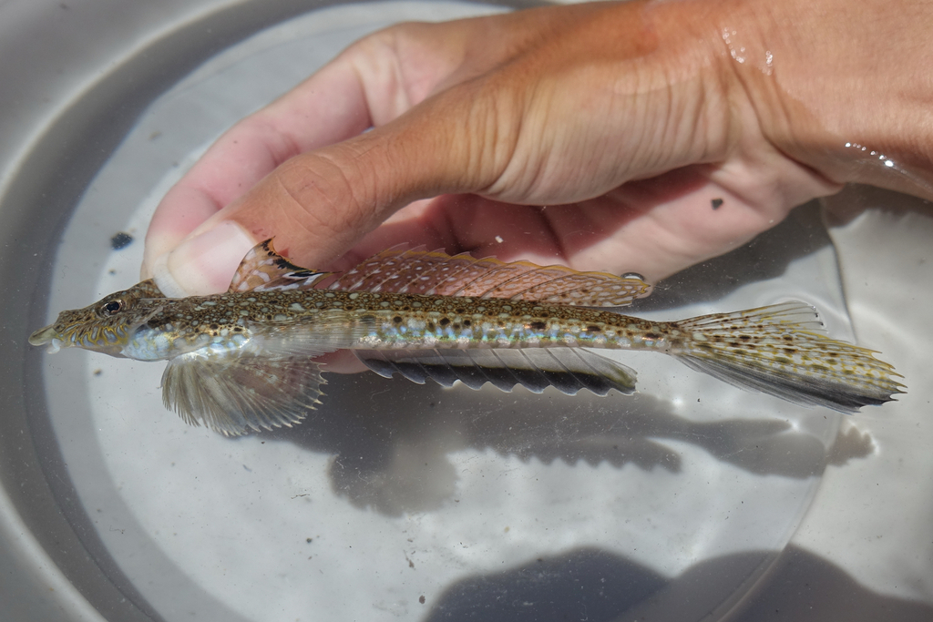 Kromhoorn-pitvis (Callionymus curvicornis) — Callionymidae
