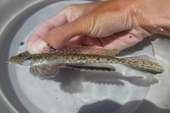 Horn Dragonet photo 1