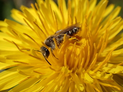 Andrena ventralis