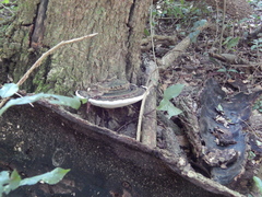 Hornodermoporus martius