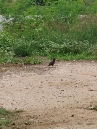 Great Myna