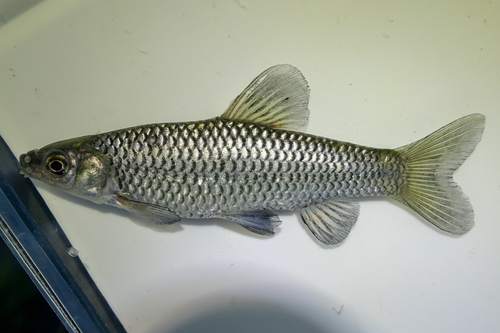 Topmouth Gudgeon