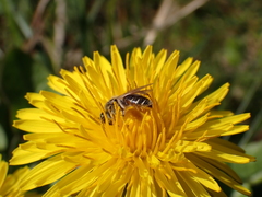 Andrena ventralis