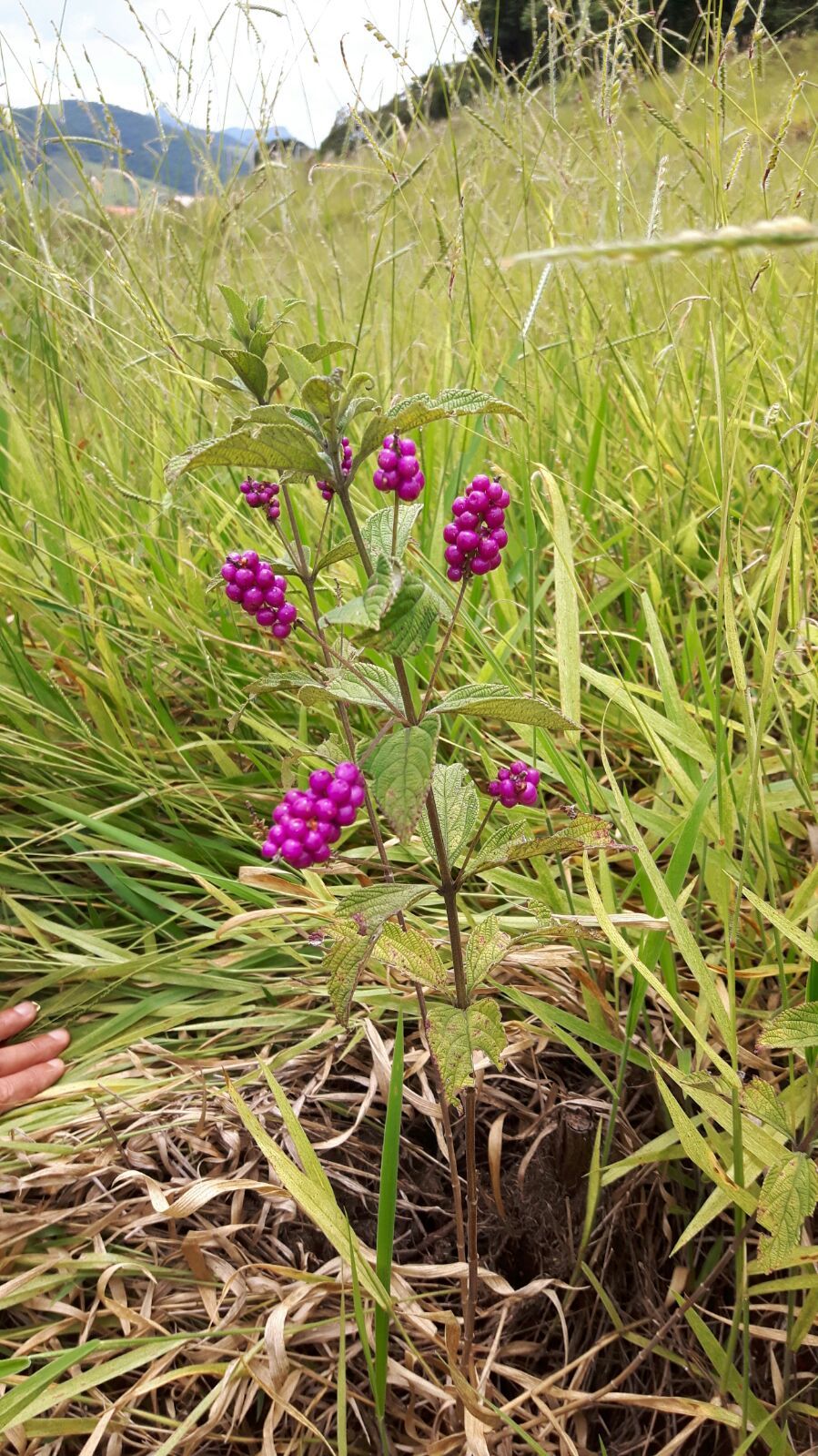 Lantana trifolia