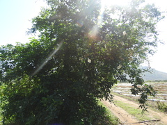 Pithecellobium lanceolatum