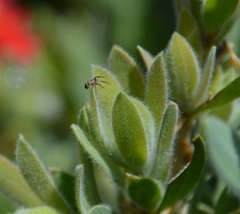 Xysticus californicus