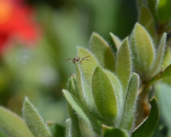 Xysticus californicus