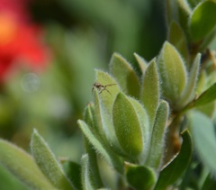 Xysticus californicus