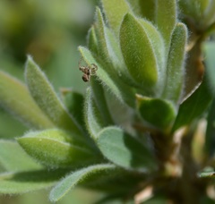 Xysticus californicus