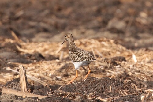 Combatiente (Calidris pugnax)