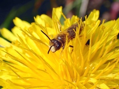 Andrena chrysosceles