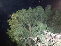 Rousettus aegyptiacus