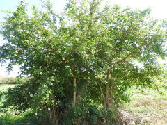 Pithecellobium lanceolatum