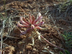 Astragalus malacoides