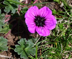 Geranium subcaulescens, photograph (c) milan kořínek, some rights reserved (CC BY)