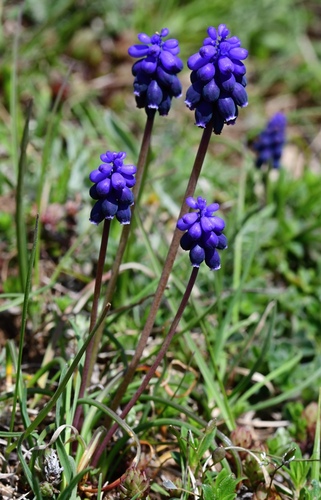 Muscari commutatum, photograph 2