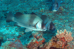 Plectorhinchus gibbosus