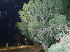 Rousettus aegyptiacus