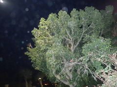 Rousettus aegyptiacus