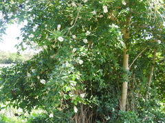 Pithecellobium lanceolatum