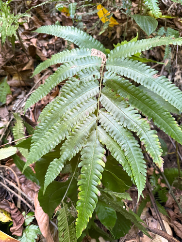 Goniopteris tetragona, 2026-05-07