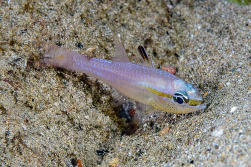 Diamond cardinal (Ostorhinchus apogonoides) — Apogonidae — 3