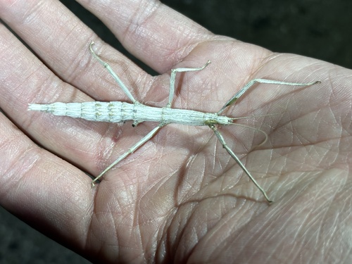 Gray Walkingstick