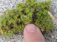 Galium andrewsii