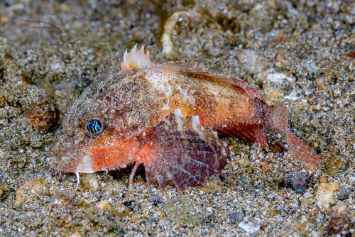 Spinynose stingfish (Minous trachycephalus) — Synanceiidae