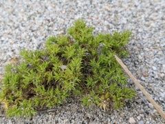 Galium andrewsii