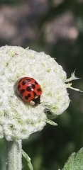 Harmonia axyridis