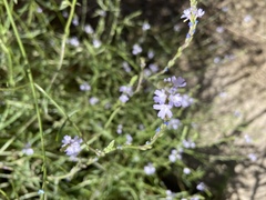 Verbena menthifolia