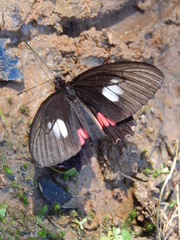 Parides neophilus