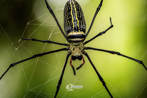 Giant Golden Orbweaver