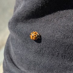 Harmonia axyridis
