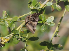 Euclidia ardita