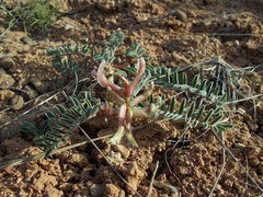 Astragalus malacoides