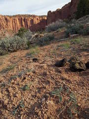 Astragalus malacoides