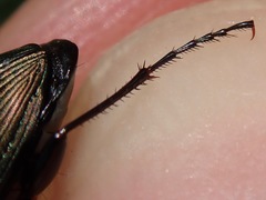 Poecilus cupreus