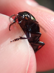 Poecilus cupreus