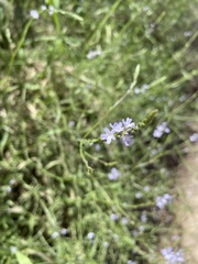 Verbena menthifolia