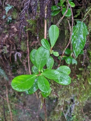 Vaccinium emarginatum