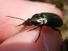 Poecilus cupreus