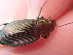 Poecilus cupreus