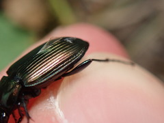Poecilus cupreus