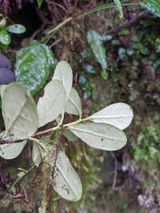 Vaccinium emarginatum
