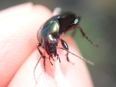 Poecilus cupreus